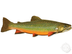 Brook Trout