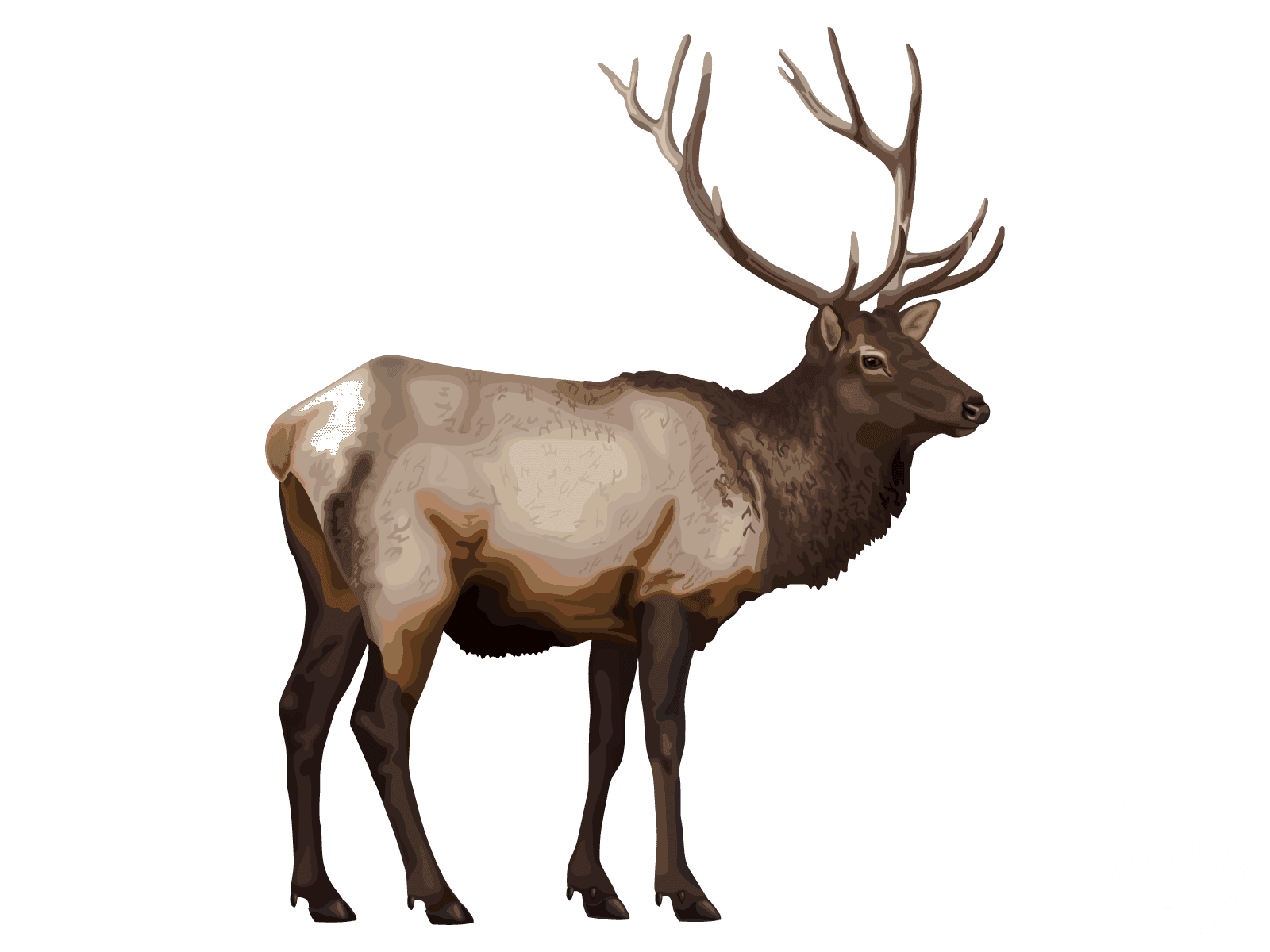 Rocky Mountain Elk
